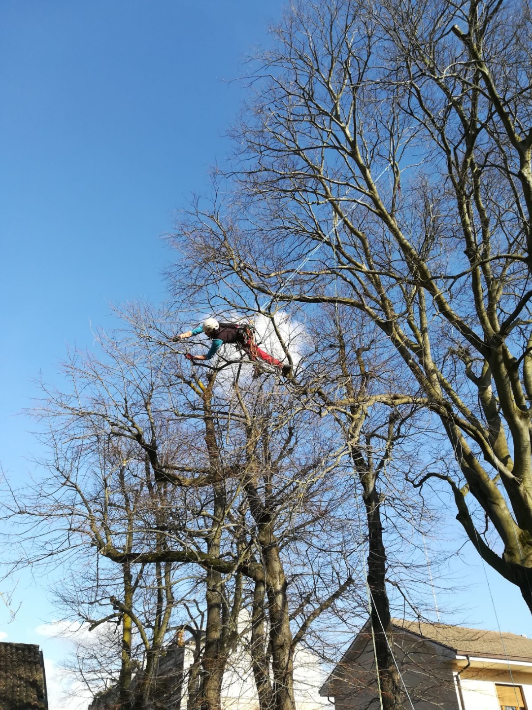 Lavoro in quota su albero