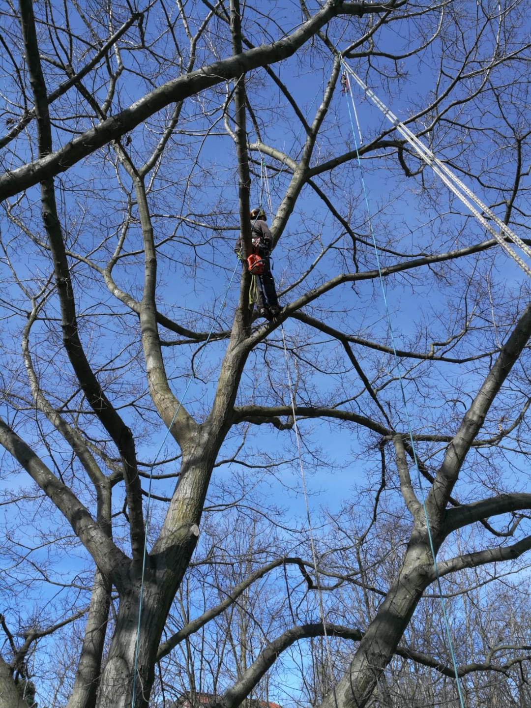 Arborista con imbragatura su albero invernale