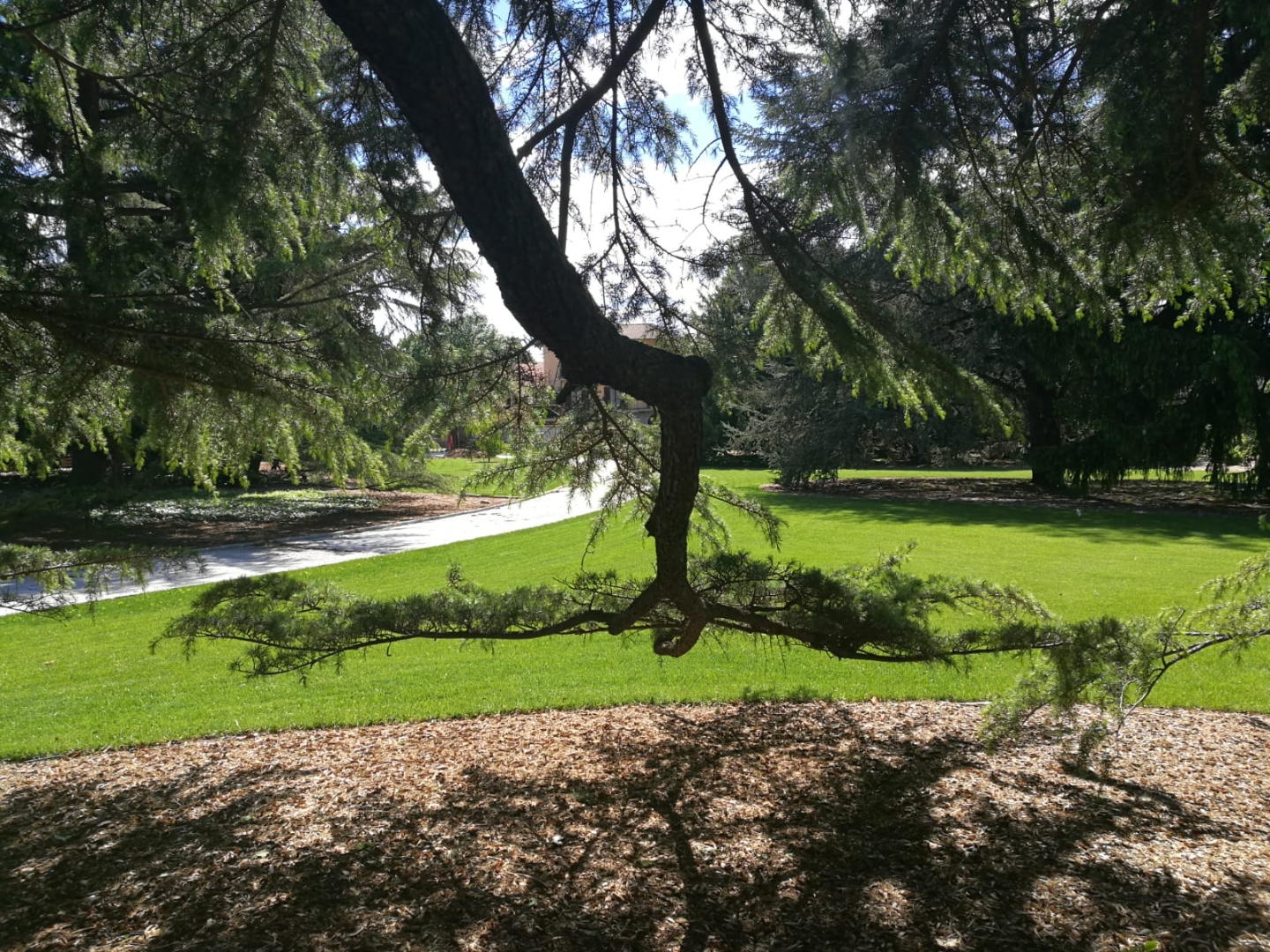 Parco con alberi curati