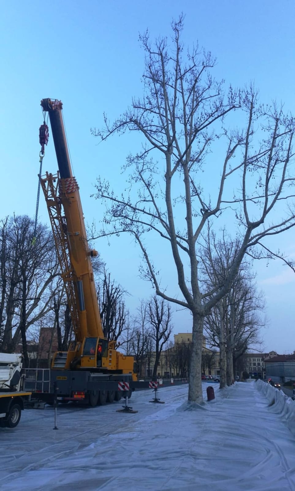 Gru telescopica per abbattimento alberi in area urbana