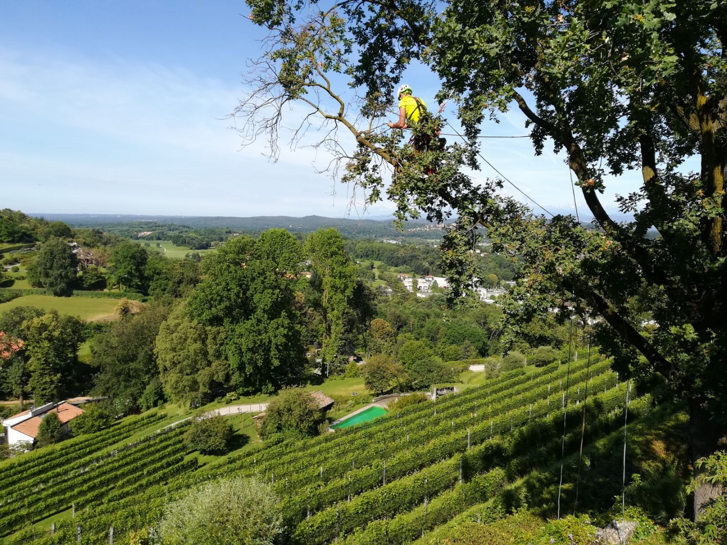 Arborista in giallo in cima ad albero con vista su vigneti e Lago Maggiore
