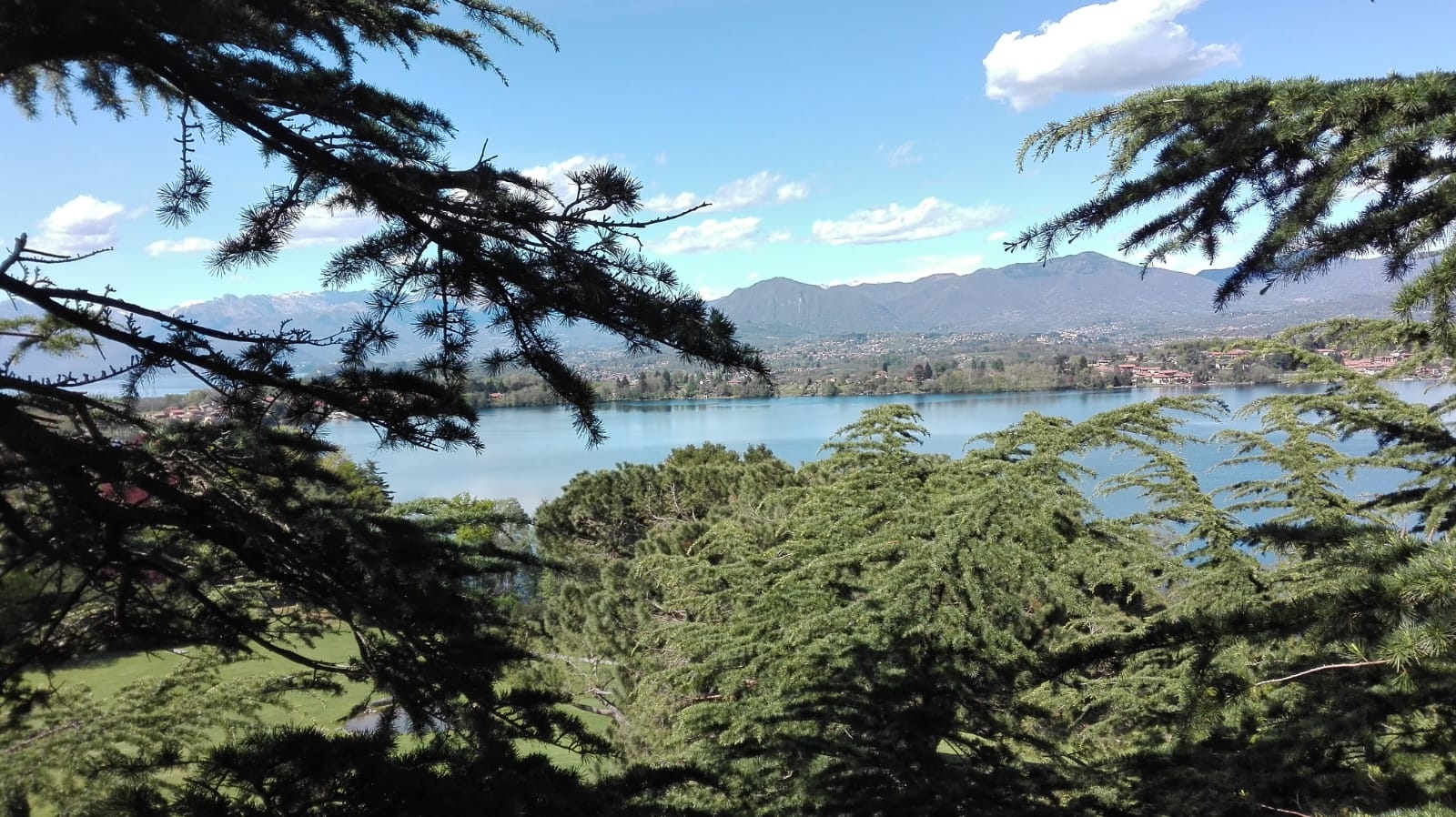 Panorama sul Lago Maggiore e Alpi tra i rami di un cedro